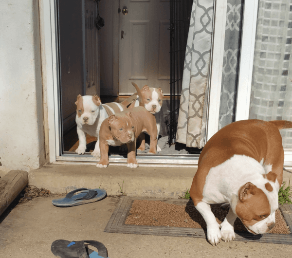 Lovely AKC American PitBull Terriers. Call or text at +1 3*** ***6-5***1