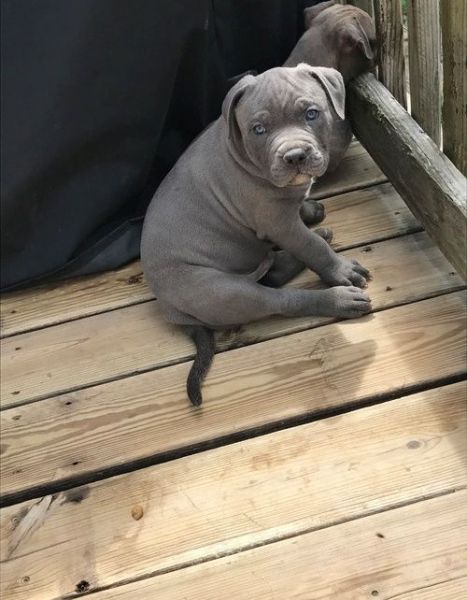 Beautiful American Pit Bull Terrier puppies