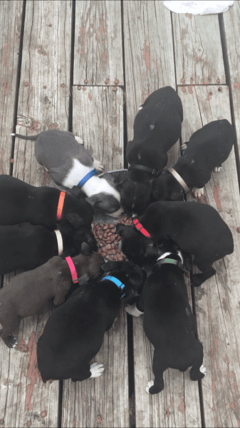 Pittie pups for sale