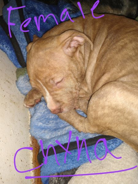 Pitbull Chihuahua Mix