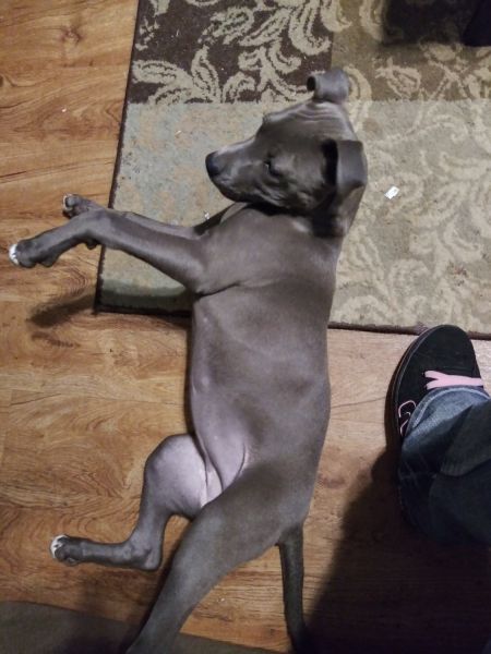 Blue nose pit bull female