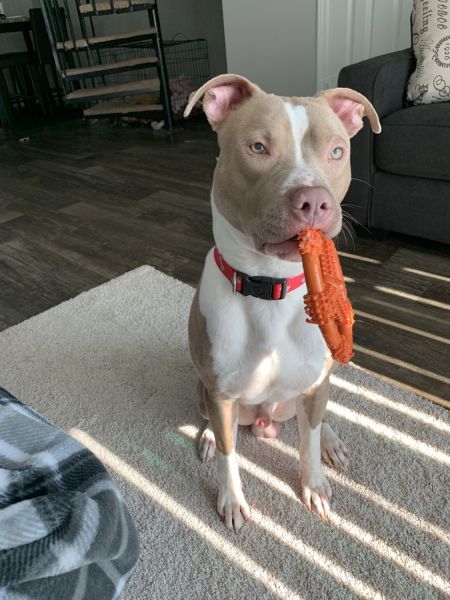 Red nose pit bull puppy