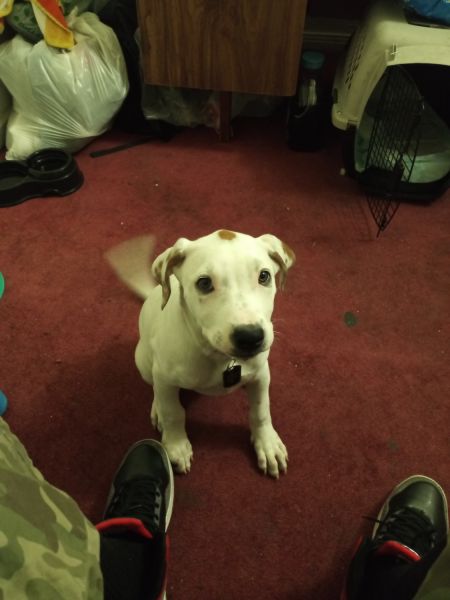 Colby Pit Puppy