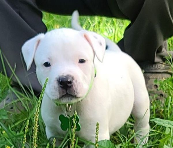 2 beautiful 8 week old pitbull puppies left