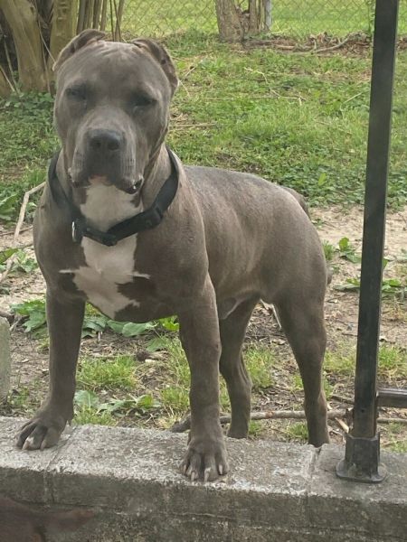 11mo pit bull terrier