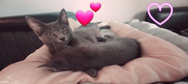 Polydactyl Russian blue