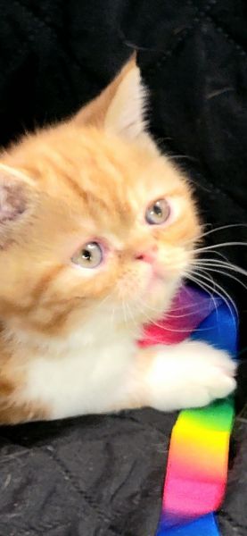 Exotic ShortHair Kittens