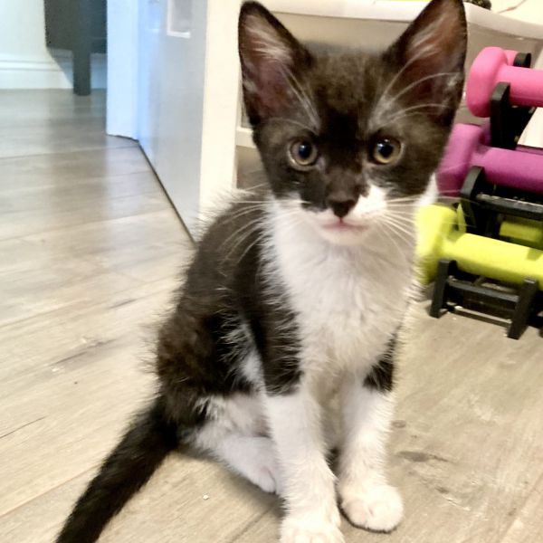 Tuxedo Kitten