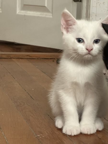 The 3 three moth cat try to find a new home