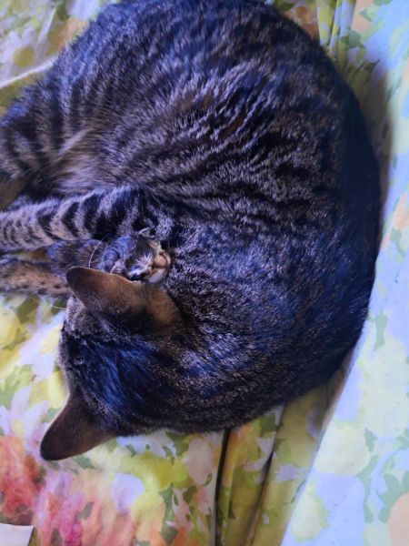 Kittens for adoption