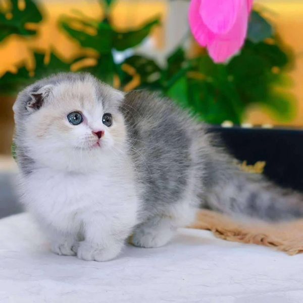 Healthy kittens for sale whatsapp: +48 ***
