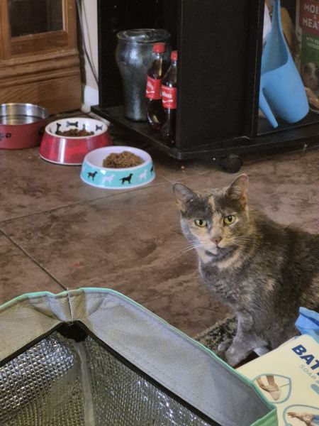 FREE FEMALE ADULT CAT