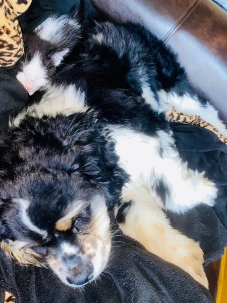 9 weeks old male kitten