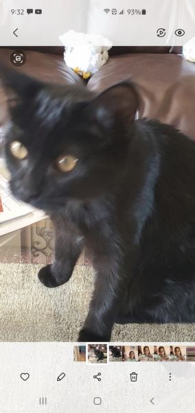 Cute 4 month old black kitten, friendly
