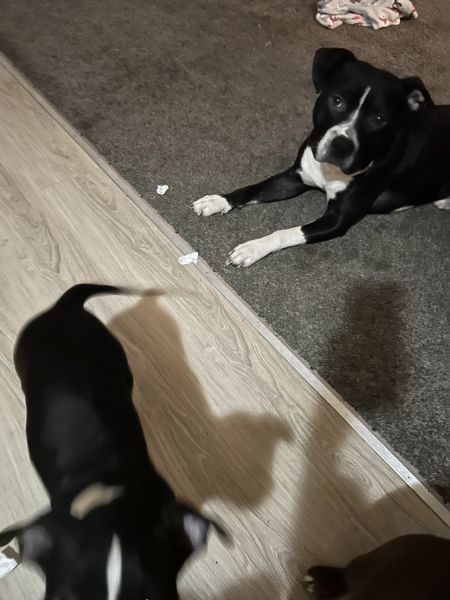 American Staffordshire terrier pup for sale