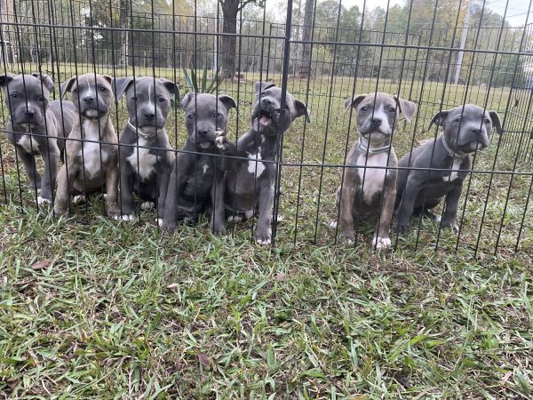 Beautiful blue bullies