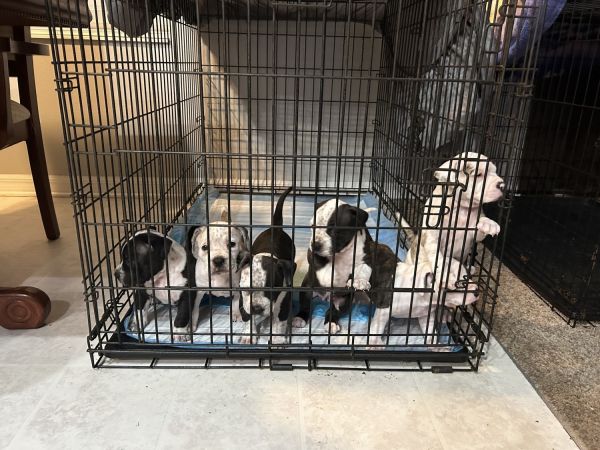 49 week old puppies