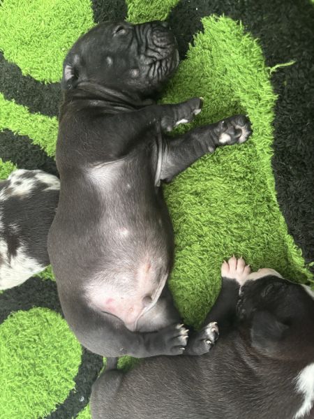 10 Beautiful American Staffordshire Terrier