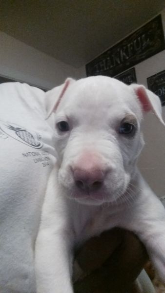 Pitbull puppies for sale