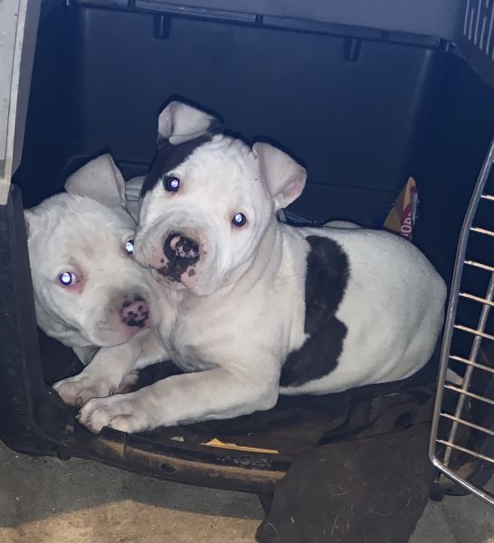 Pit Bull Puppies