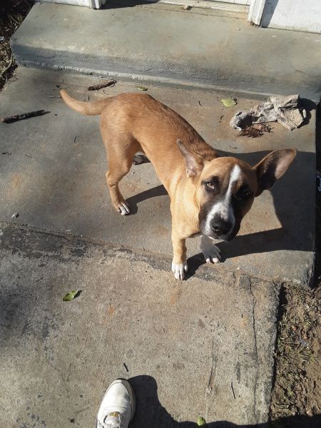 Good dog for loving home