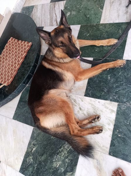 Jerman sheferd 2 years old