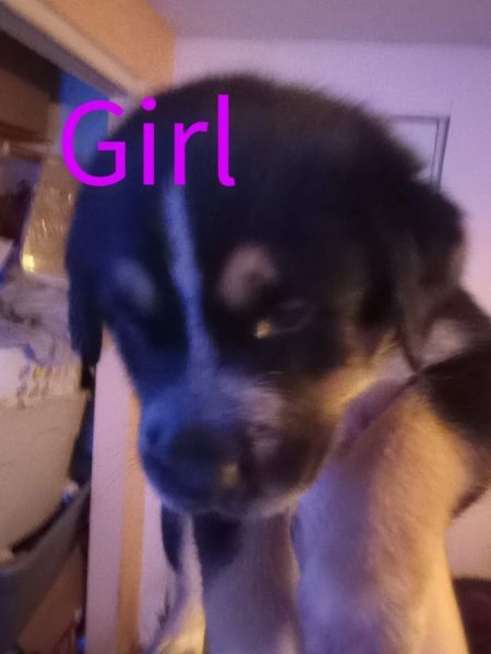 Anatolian great Pyrenees Shepard husky mix