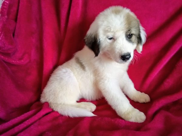 Anatolian Shepherd/ Great Pyrenees puppies