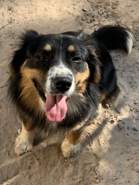 Mini American Shepherd and Shepherd collie mix