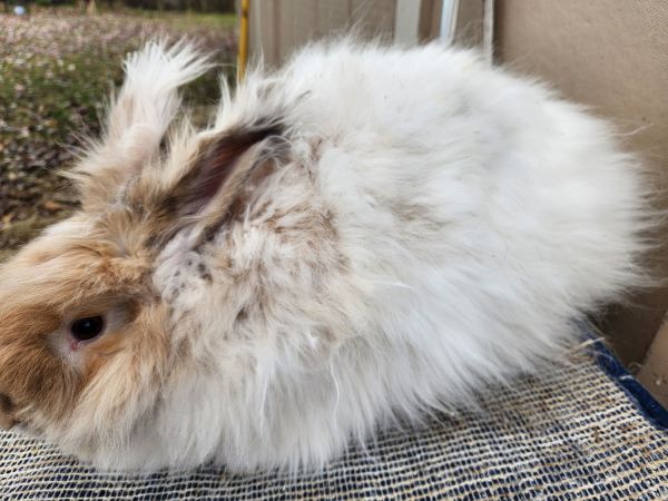English angora bucks