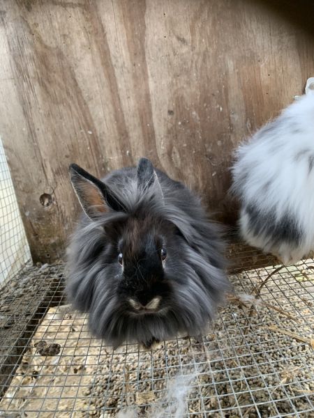 Adorable lion head Bunny