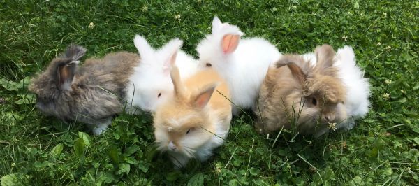 English Angora Bunnies 8 weeks BEW does bucks pedigree