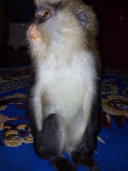 female capuchin monkey rose