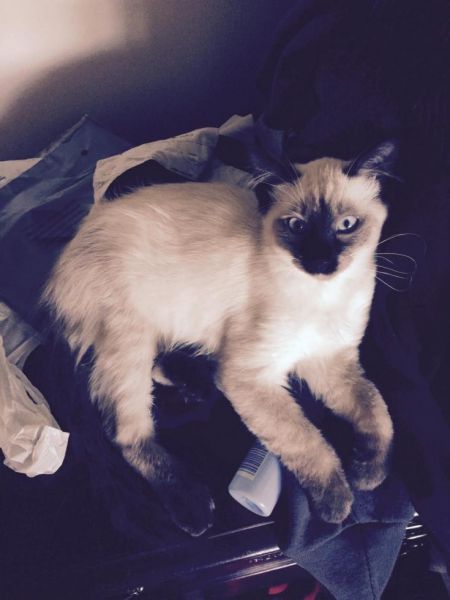 Siamese kittens for sale