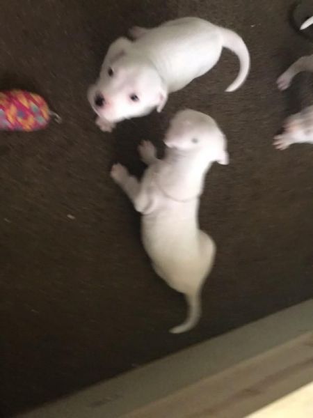 Dogo Argentino Mastiff