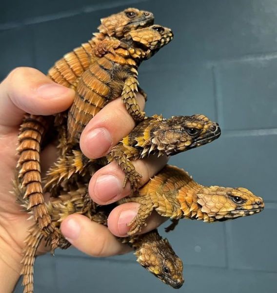 Armadillo girdled (cataphratus)