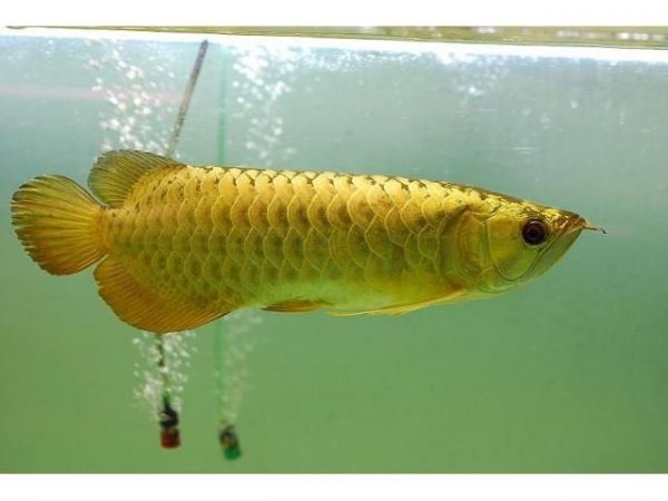 Top Quality Arowana Fish For sale