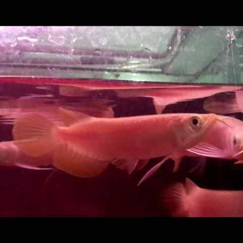 Asian red arowana fishes