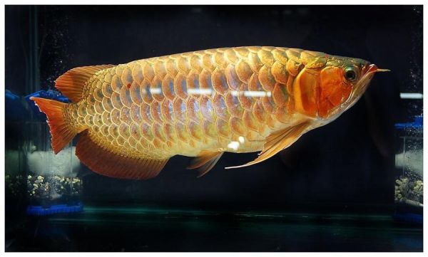 RTG, Chilli Red Arowana Fish For Sale and So Many Others ***