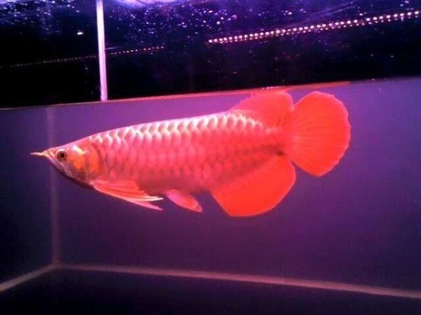 Arowana Grad A of different sizes and species Text ***