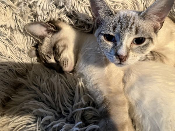 Free cats to a good home.