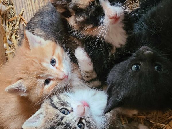 Rehoming kittens