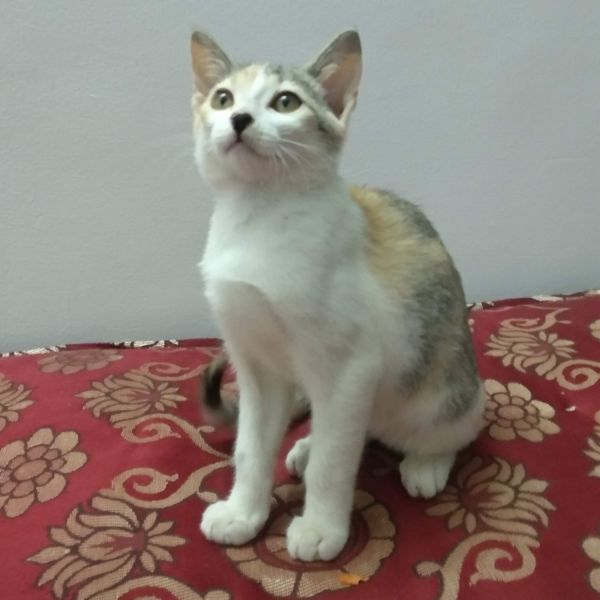 Two Kittens for Adoption