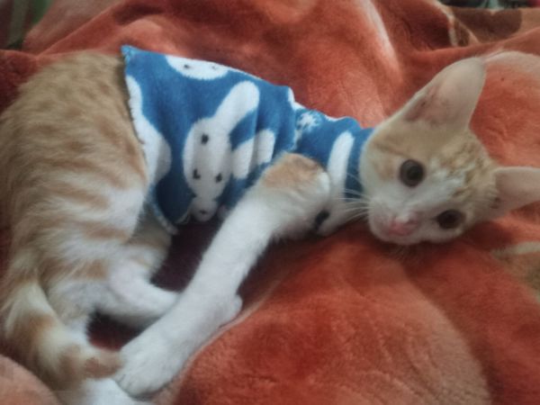 Wanna give my kitten in safe hands who'll give love and affection and