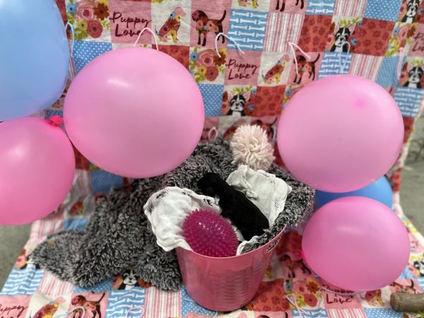 F1B Female Black Aussiedoodle