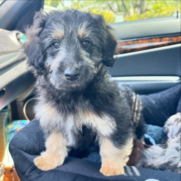 F1BB Mini Aussiedoodle