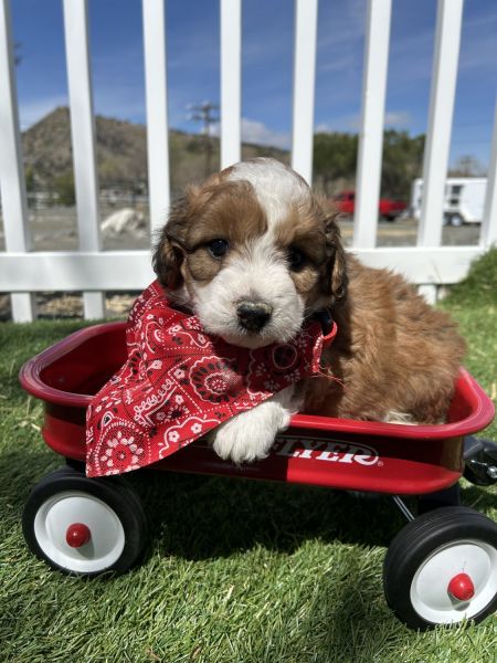 Mini aussie doodle puppies