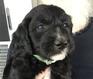 Aussiedoodle