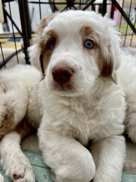 Gold and White Aussie Doodle Looking for a Loving & Forever Home!