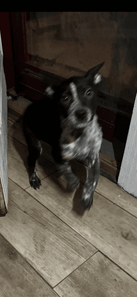 Blue heeler/ blue nose Pitt puppies